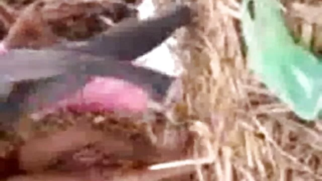 -आबनूस वह पुरुष उसे गधा कर सनी लियॉन सेक्सी मूवी रही