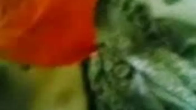 स्लिम खूबसूरत के साथ एक फाट गधा लूट गड़बड़ टेक्सास शैली सनी लियोन की हिंदी सेक्सी मूवी
